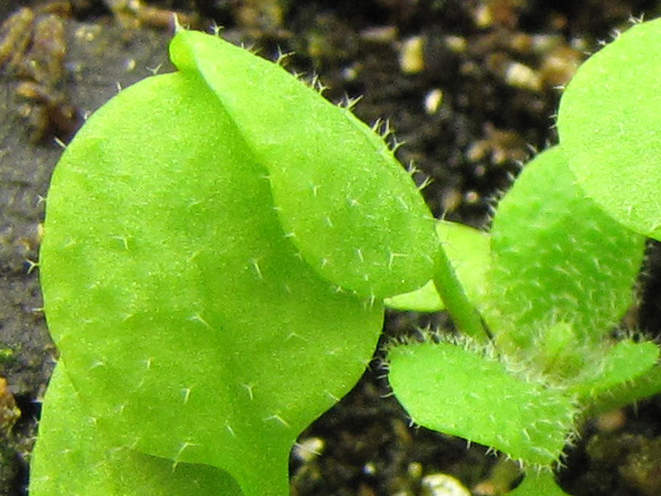 Arabidopsis seedling