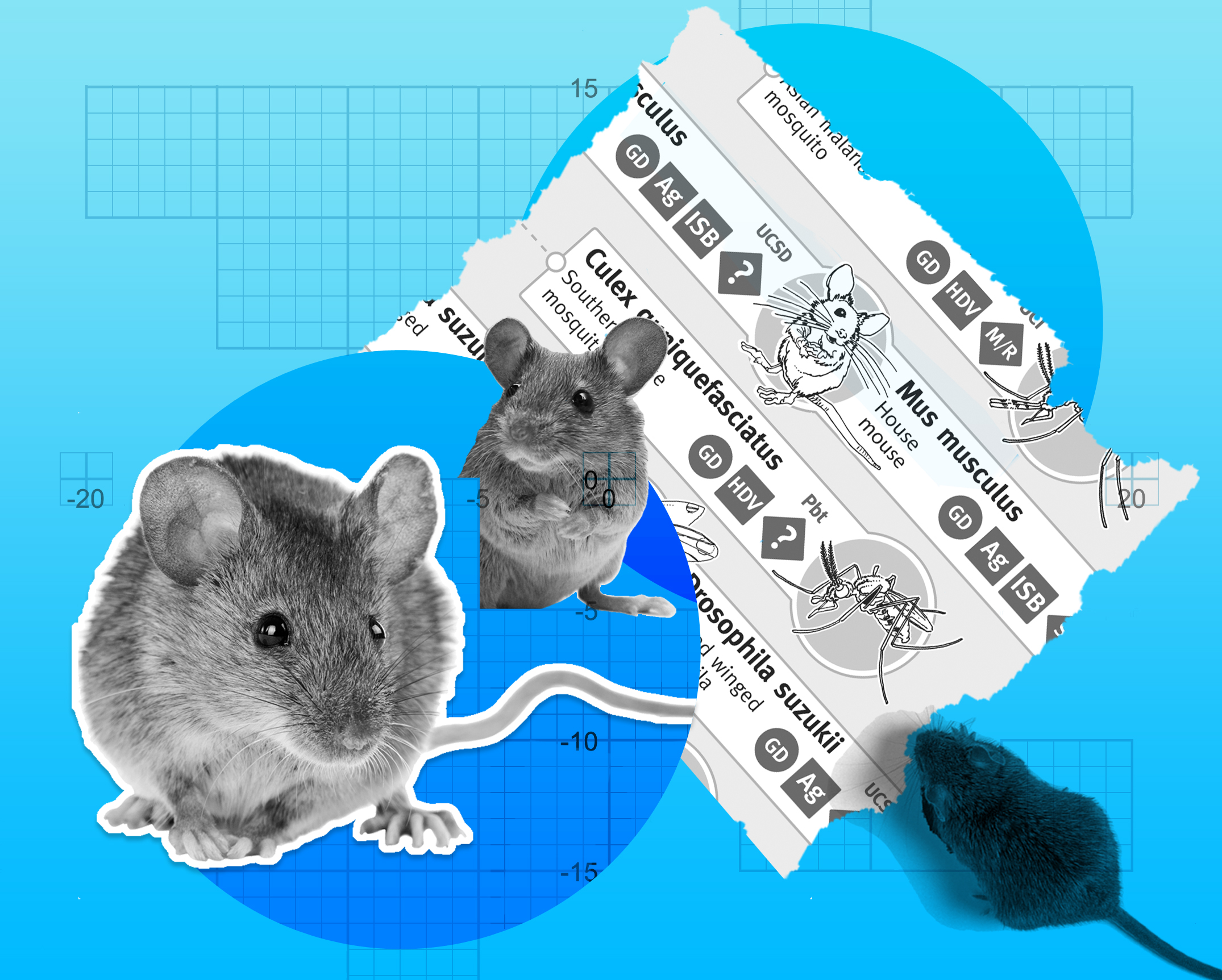 Illustration of a common house mouse, mus musculus