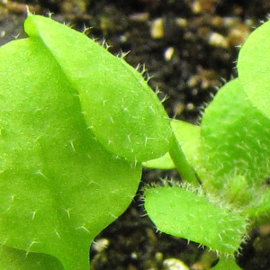 arabidopsis seedling