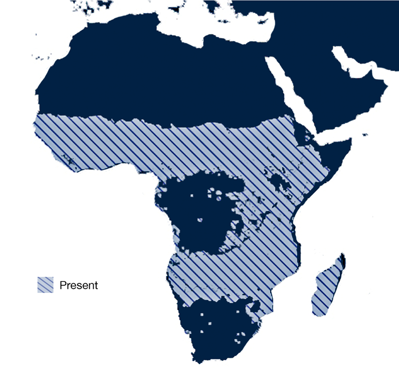 Map of Africa showing range of A. arabiensis