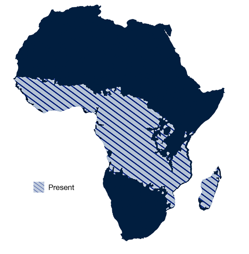 Map of Africa showing range of A. gambiae