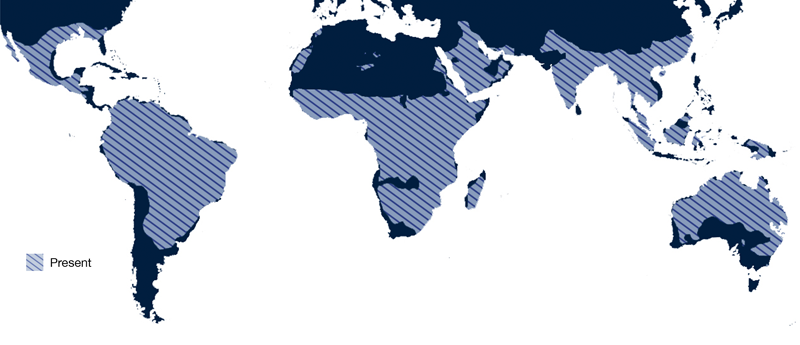 Global distribution of Culex quinquefasciatus