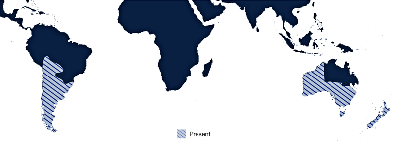 Global distribution of Listronotus bonariensis