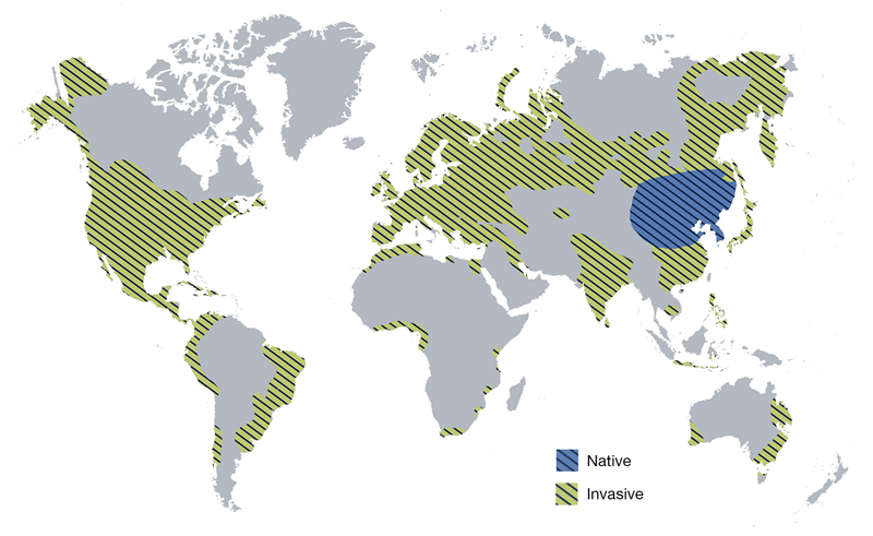 Global distribution of Rattus norvegicus