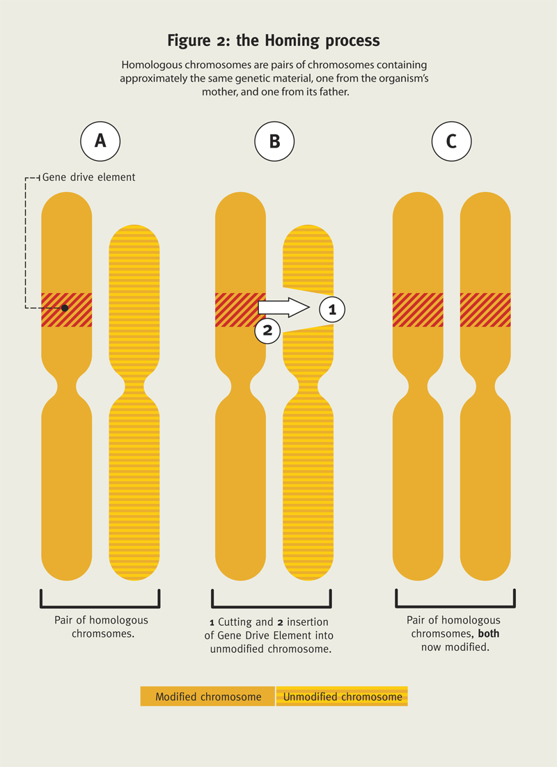 Illustration of the Homing process